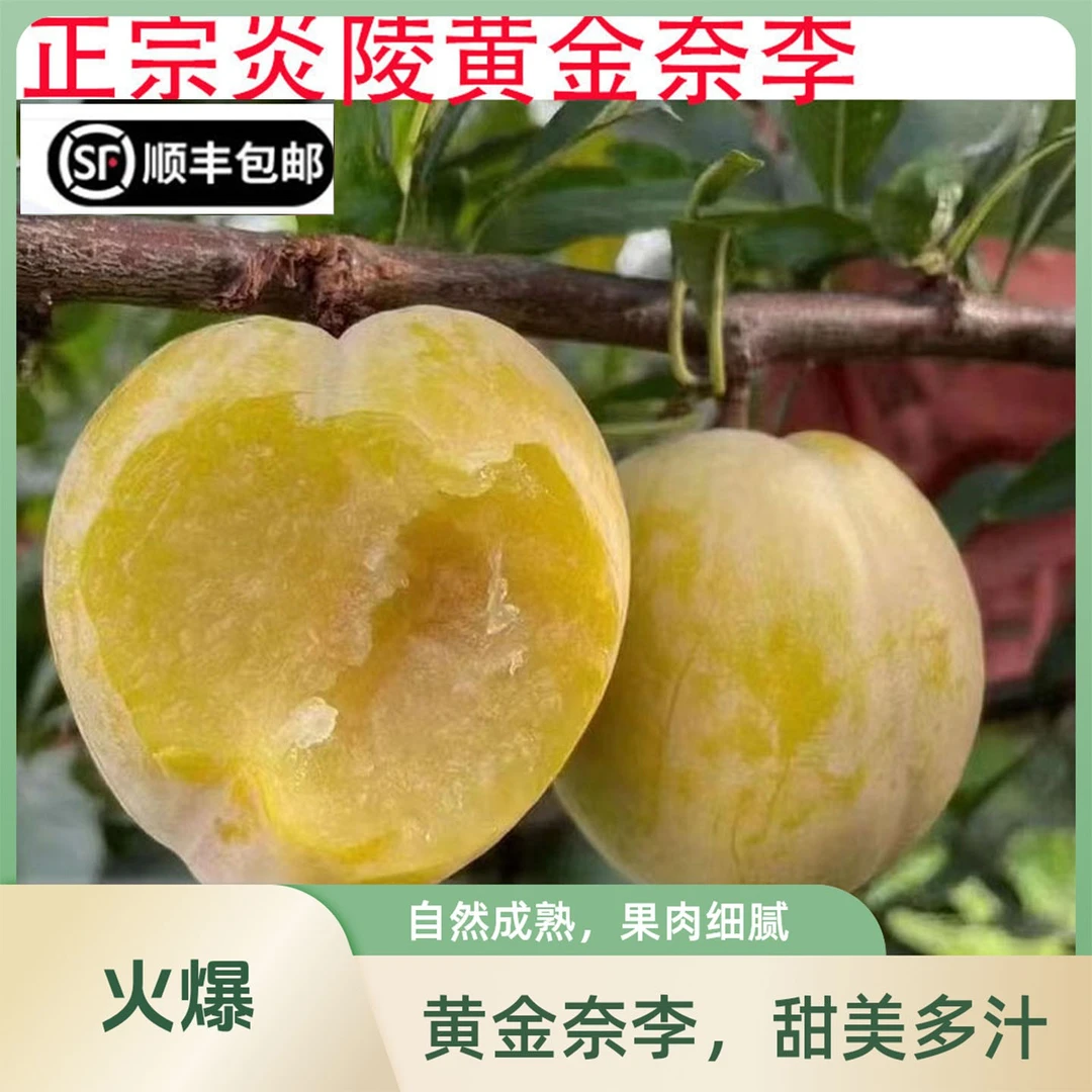 湖南炎陵黄金奈李5斤10斤顺丰新鲜当季水果脆甜多汁青李正宗爽口