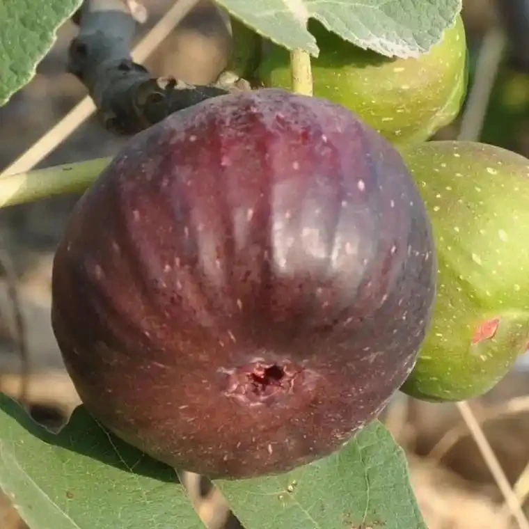 紫果加仑盆无花果苗当年6-7月结果扦插苗带叶带土