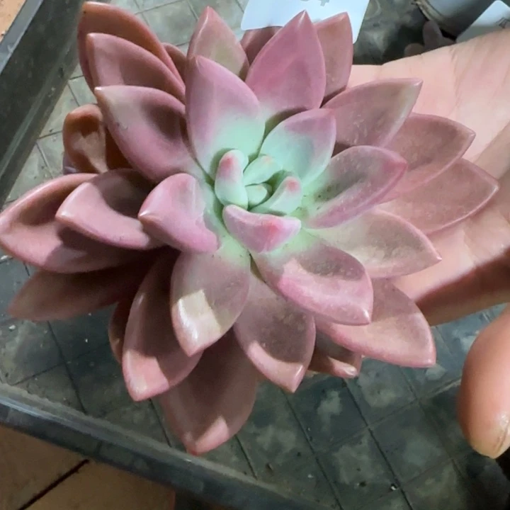 1884桃花源多肉植物的时候