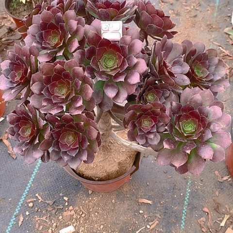 273荷兰玫瑰多肉植物