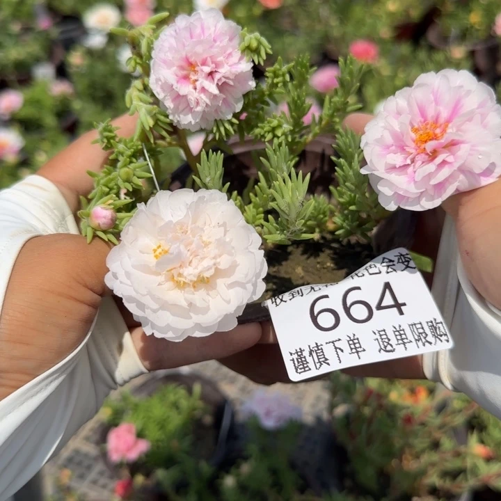 无花朵664超小苗盆口10cm