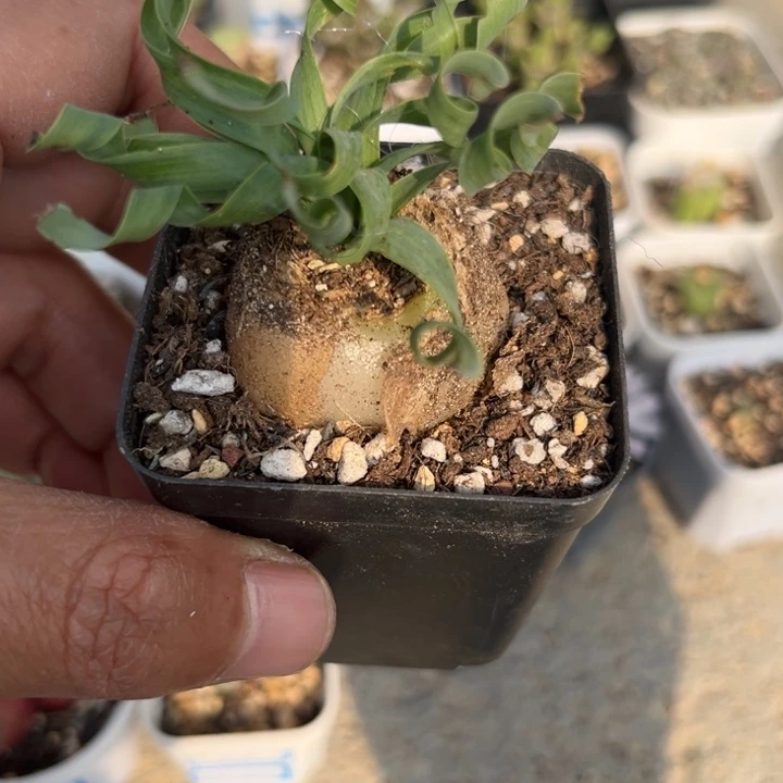 三公分加宽叶弹簧草005