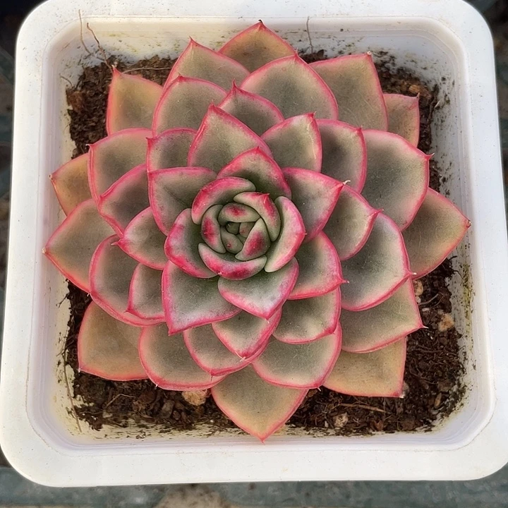 蔚蓝乌木锦一物一拍锦龙