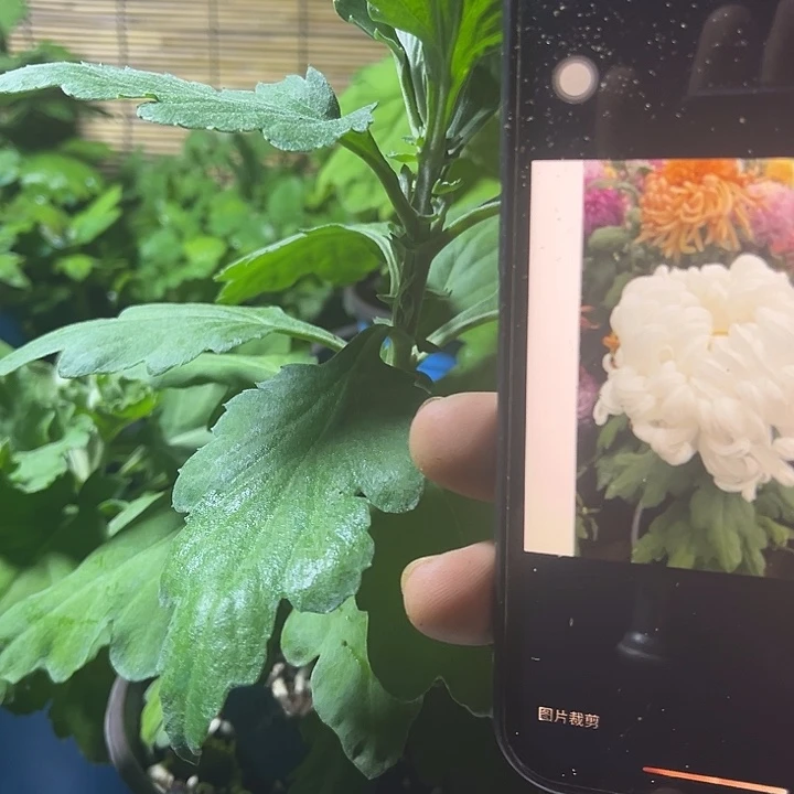 当前无花朵，栽培后可花朵白月