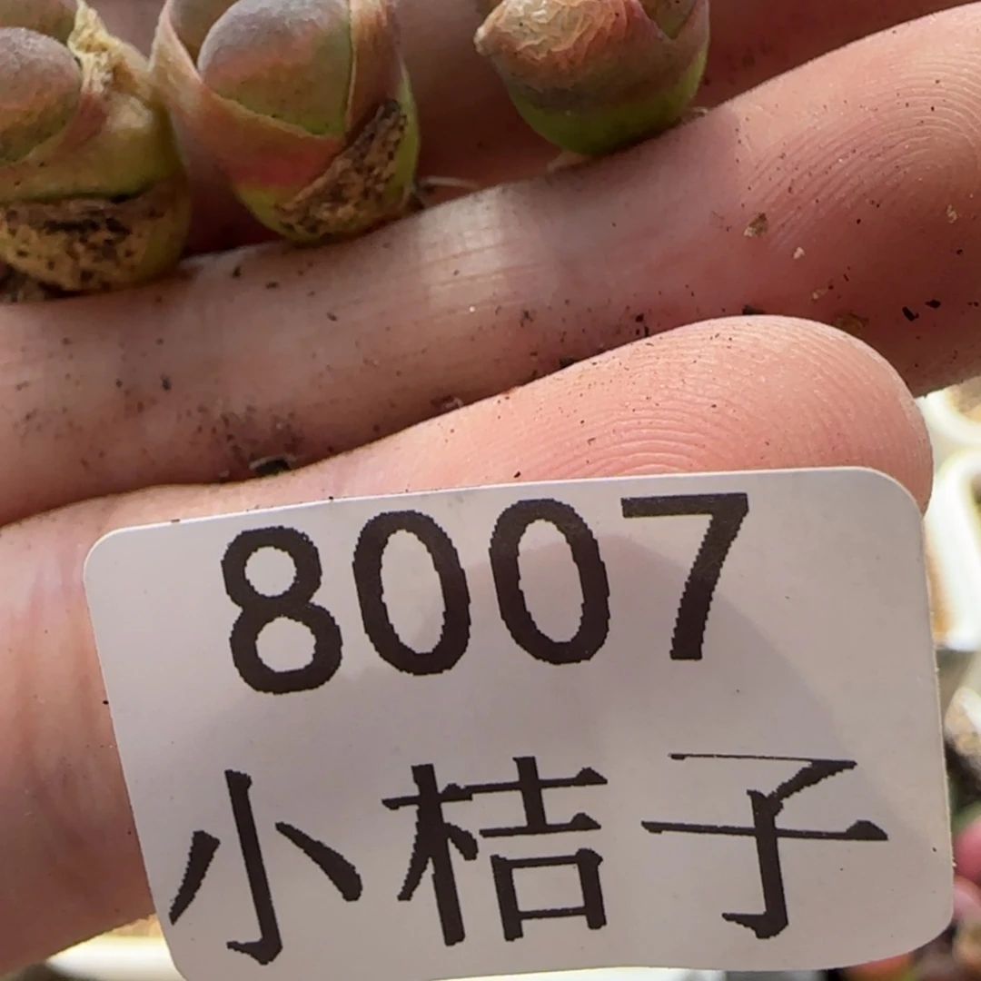 【闪购商品】是***吖8007