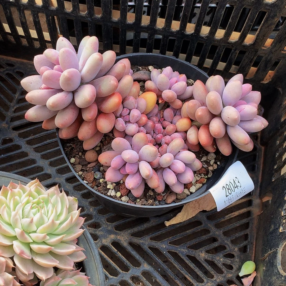 胖***子       雪梨滋多肉28043