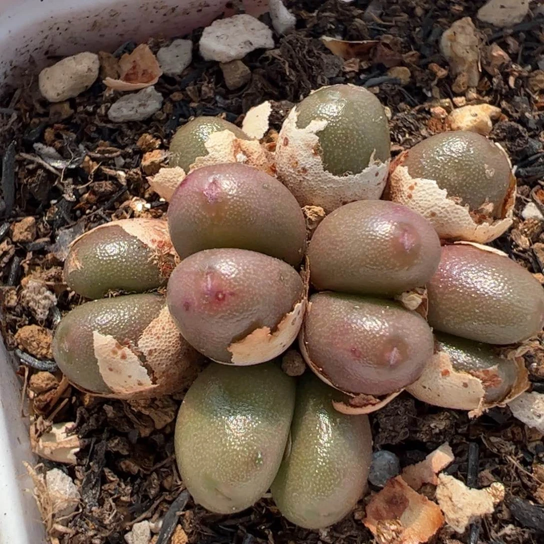 841多肉植物百科