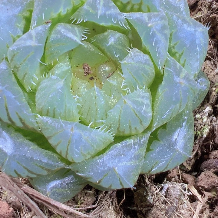 冰川雨露19包邮多肉植物