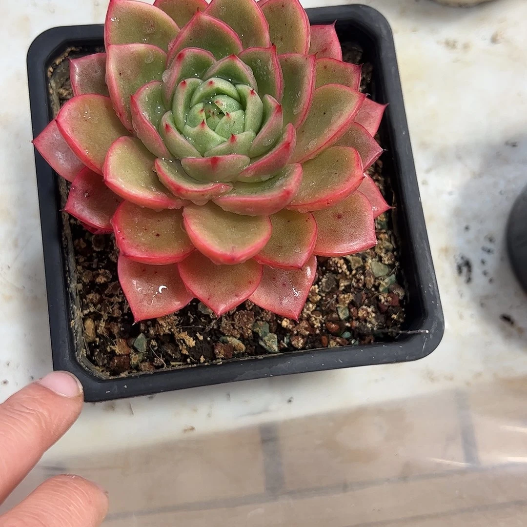 红云单头多肉植物