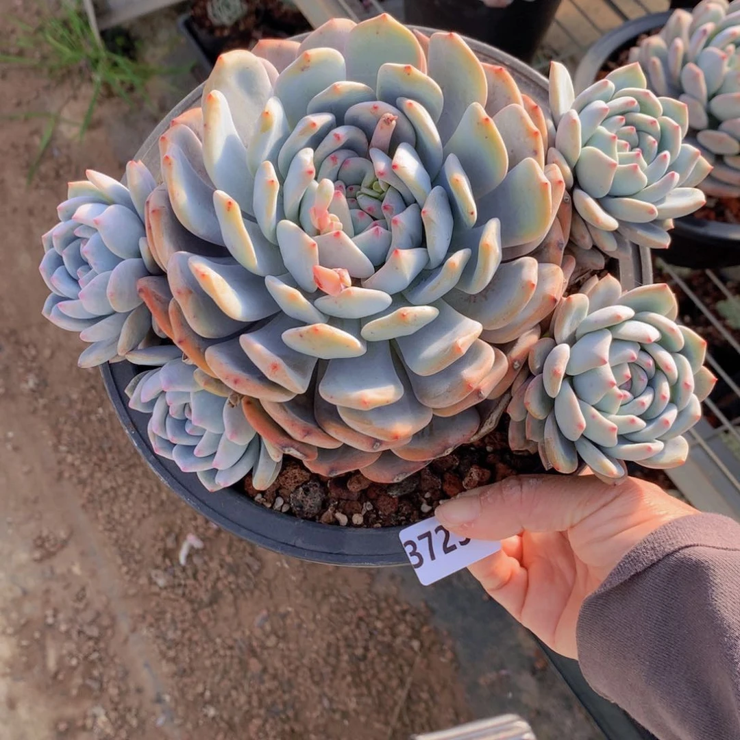 3723多头一个大美女帅哥就应该