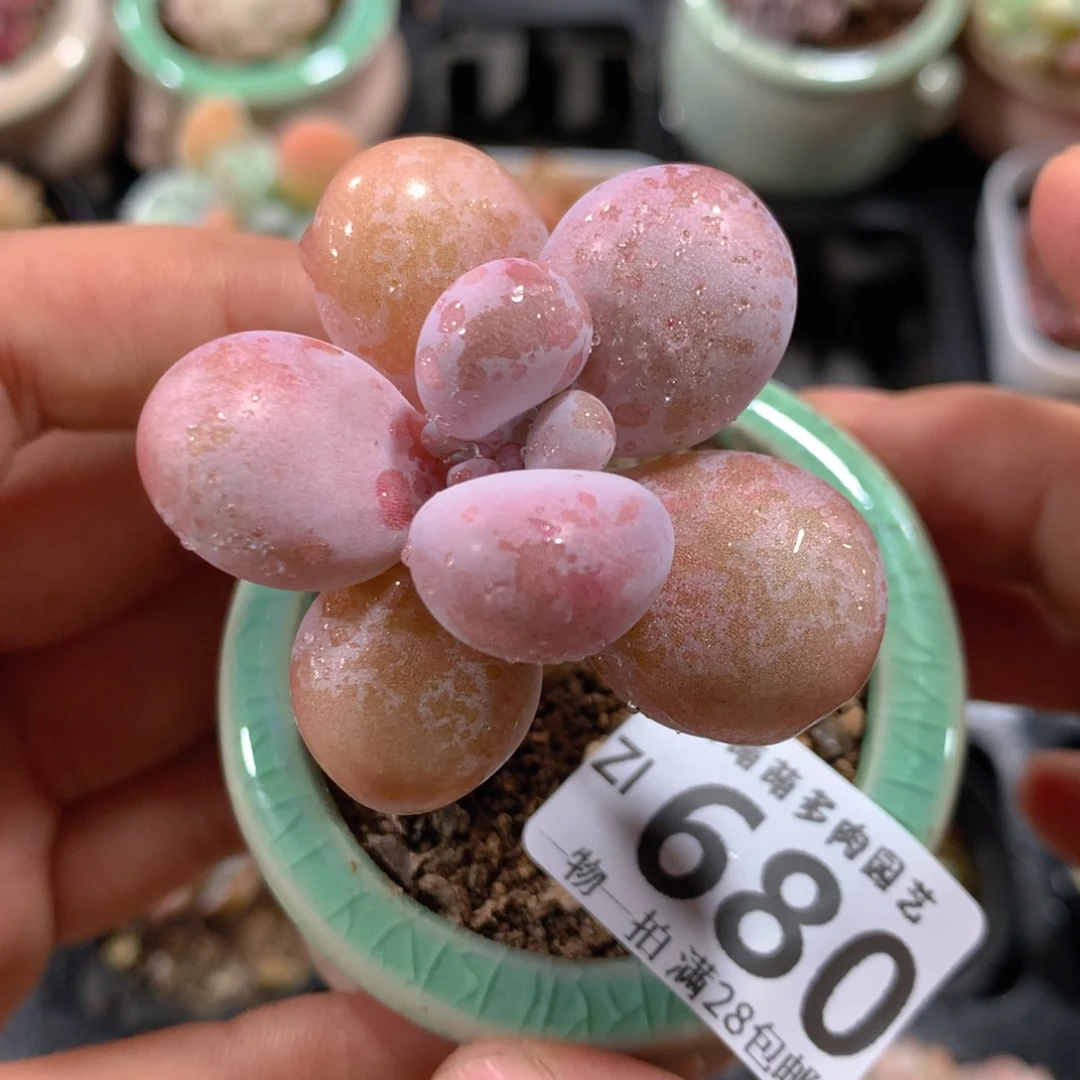 5CM拇指盆精控多肉ZI680