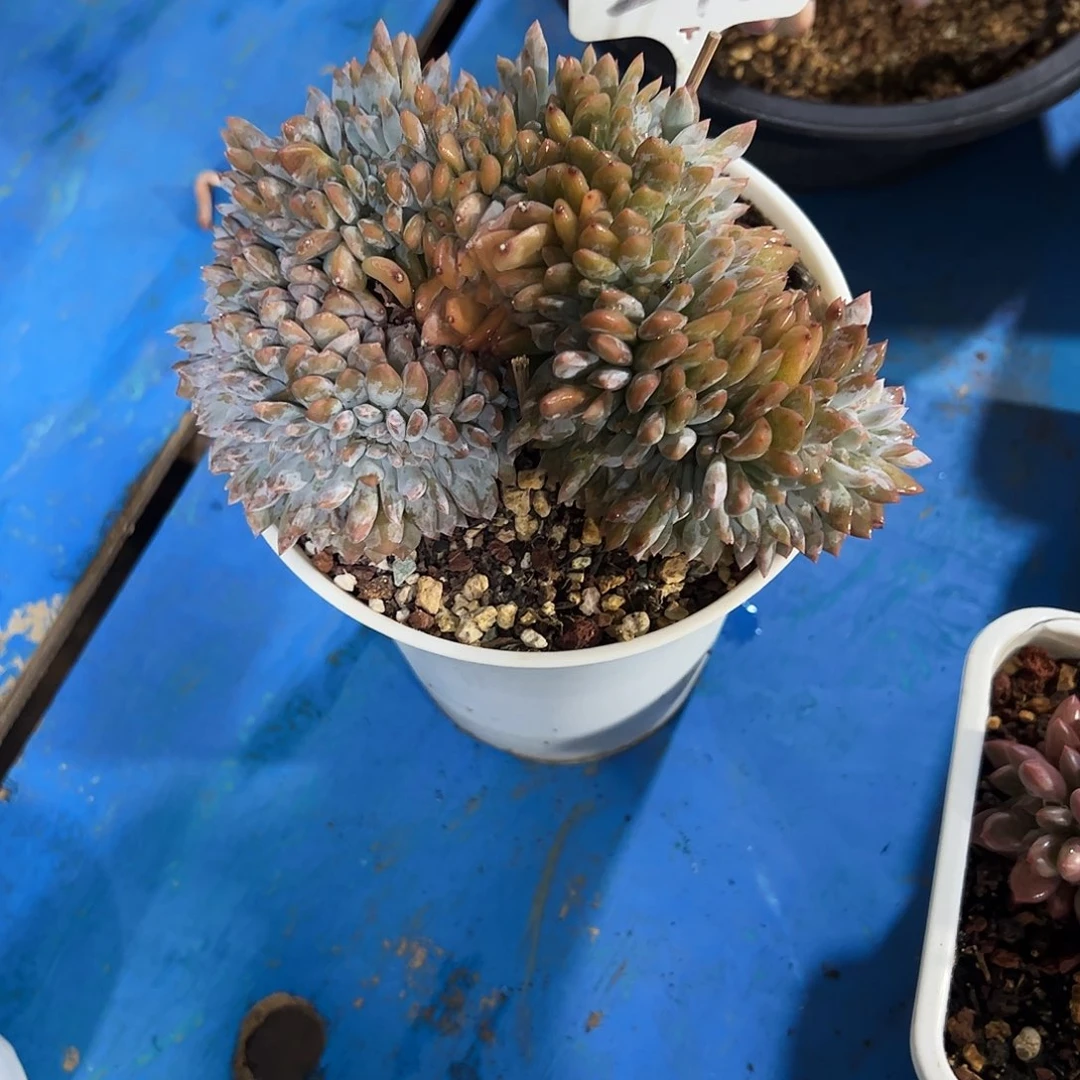 楝***果橙子缀化多肉植物
