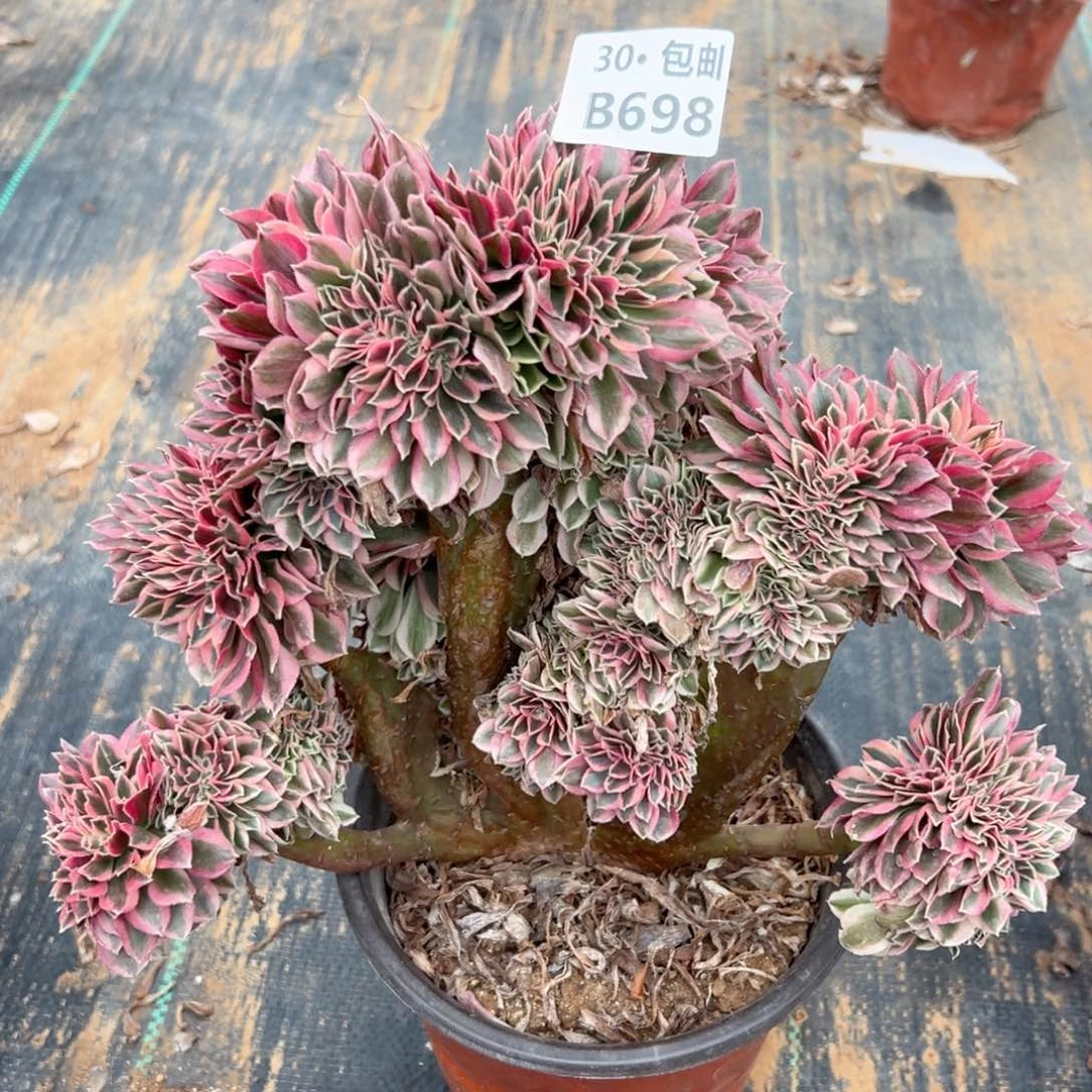 698女巫缀多肉法师