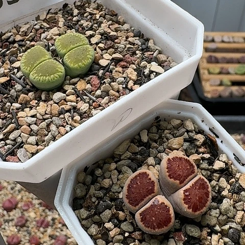 3330，绿光阳➕菊红窗带盆土发