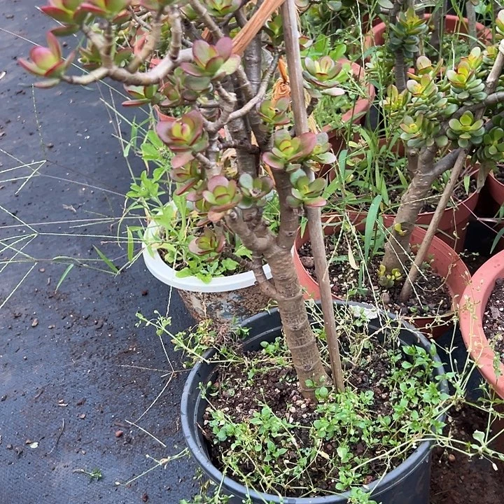 失***春多肉植物实物直播实物56