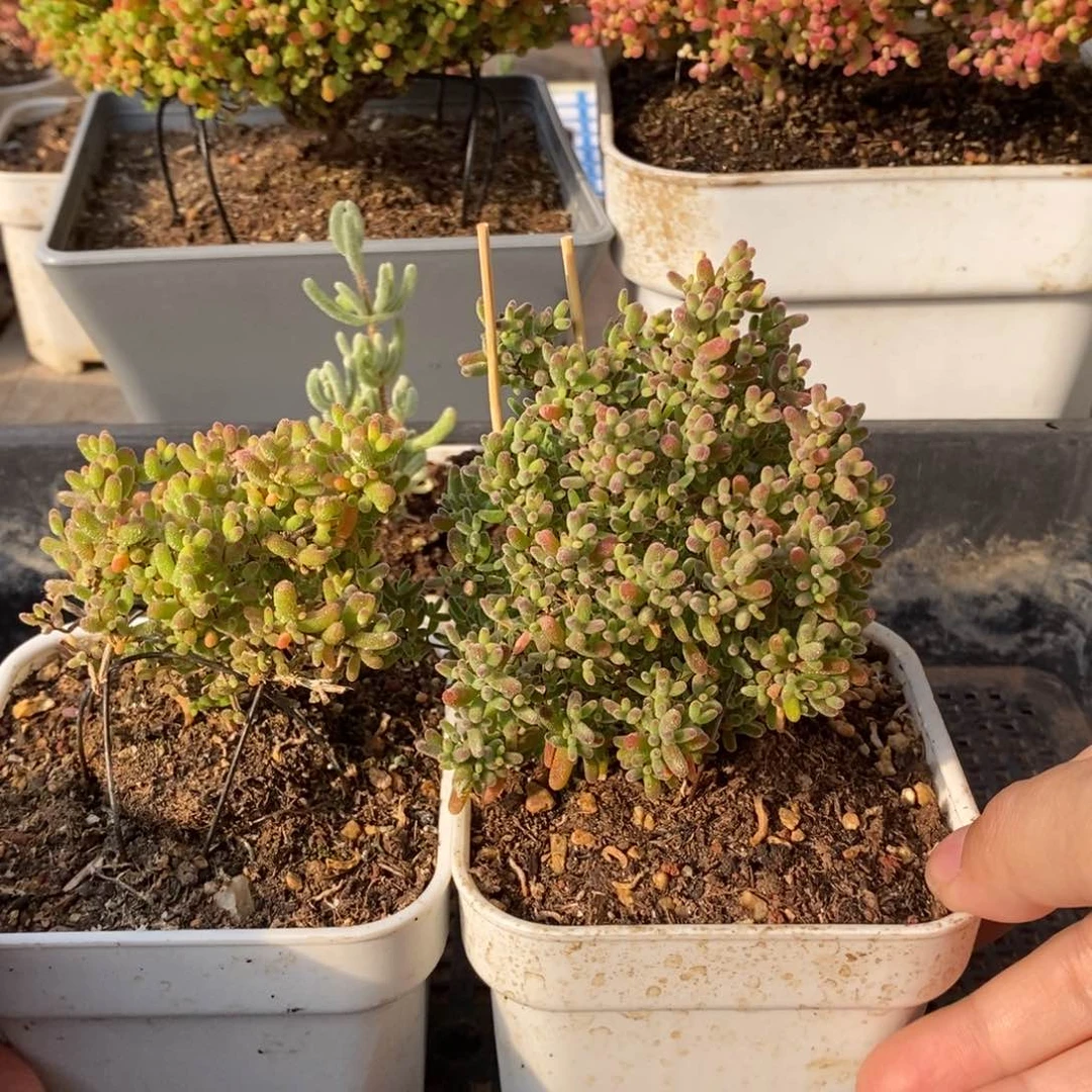 枝干番杏多肉植物034