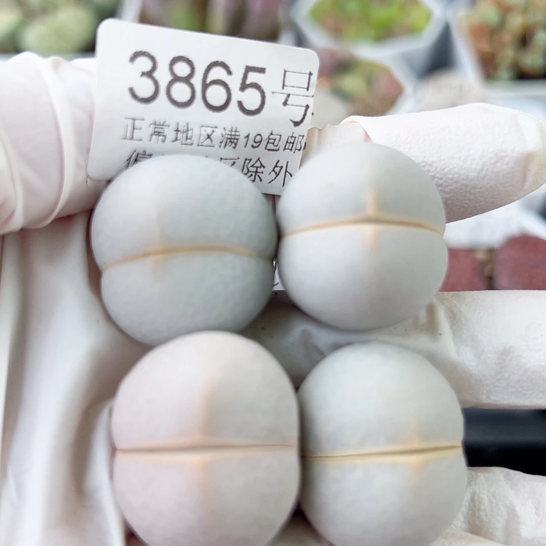 3865四年高尔夫4个2.5cm左右