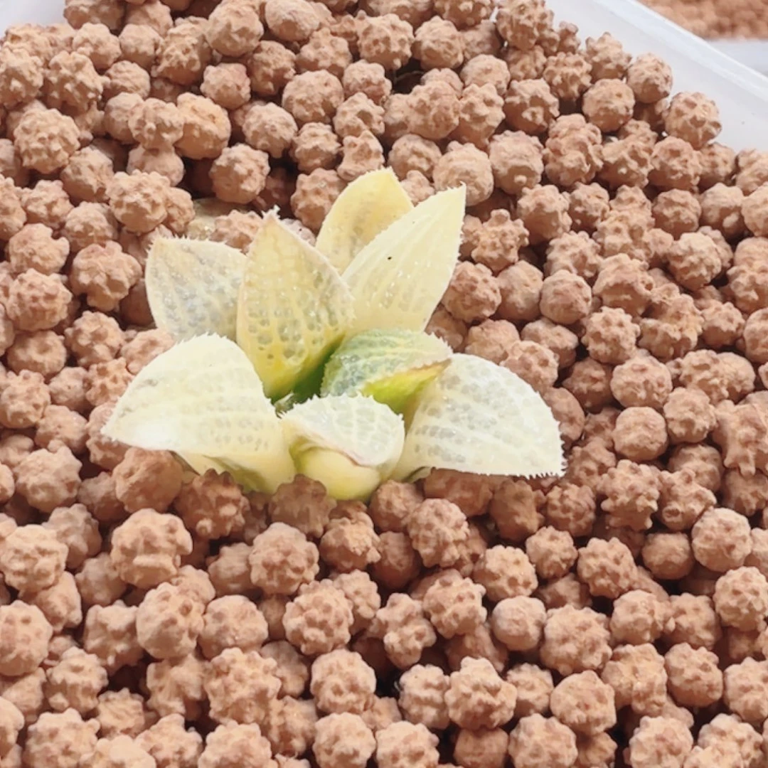 知***忍十二卷五彩黑蝶龙锦