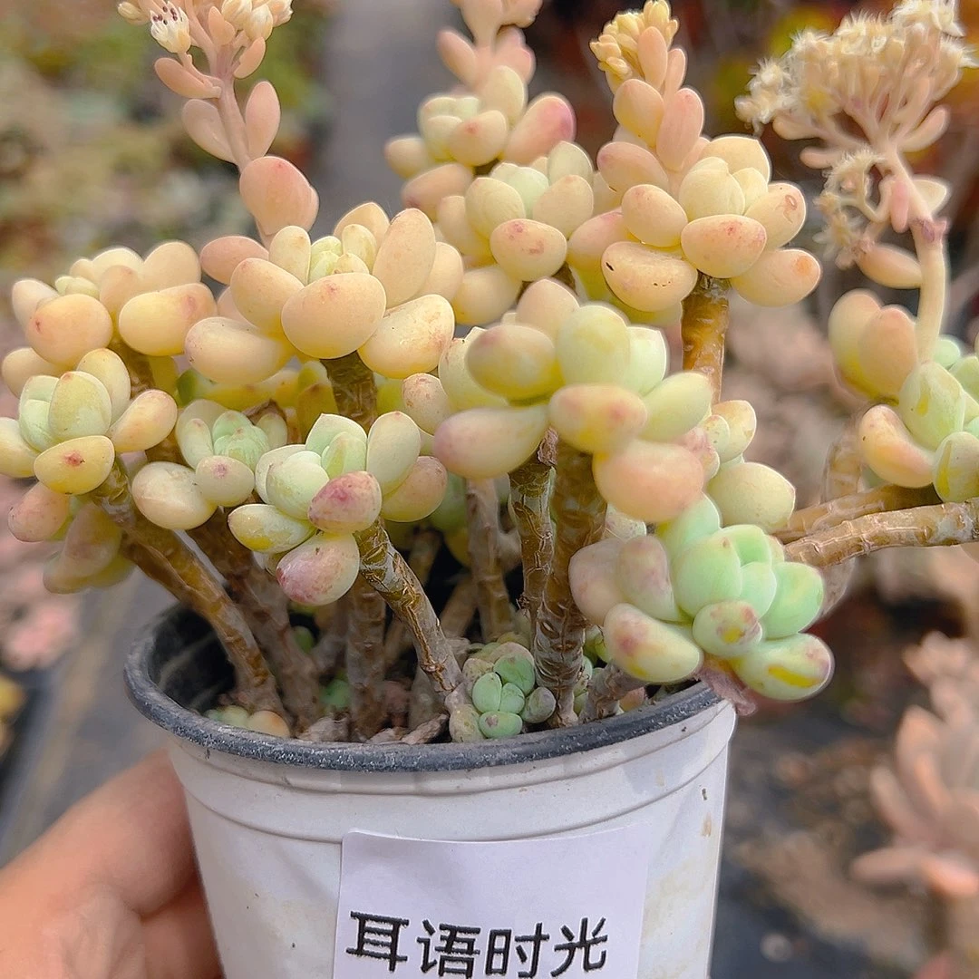 660劳尔，带盆带土发货