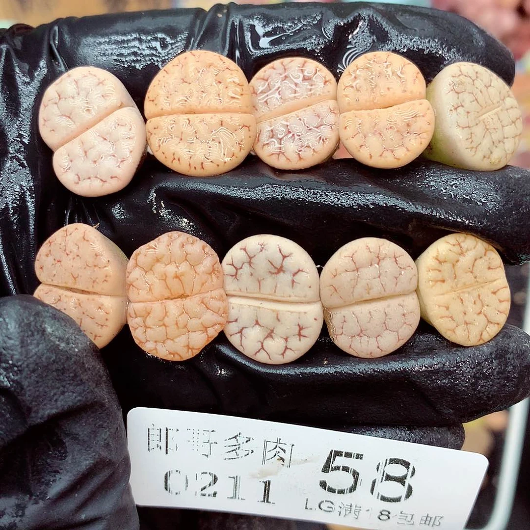 郎哥多肉生石花11-58