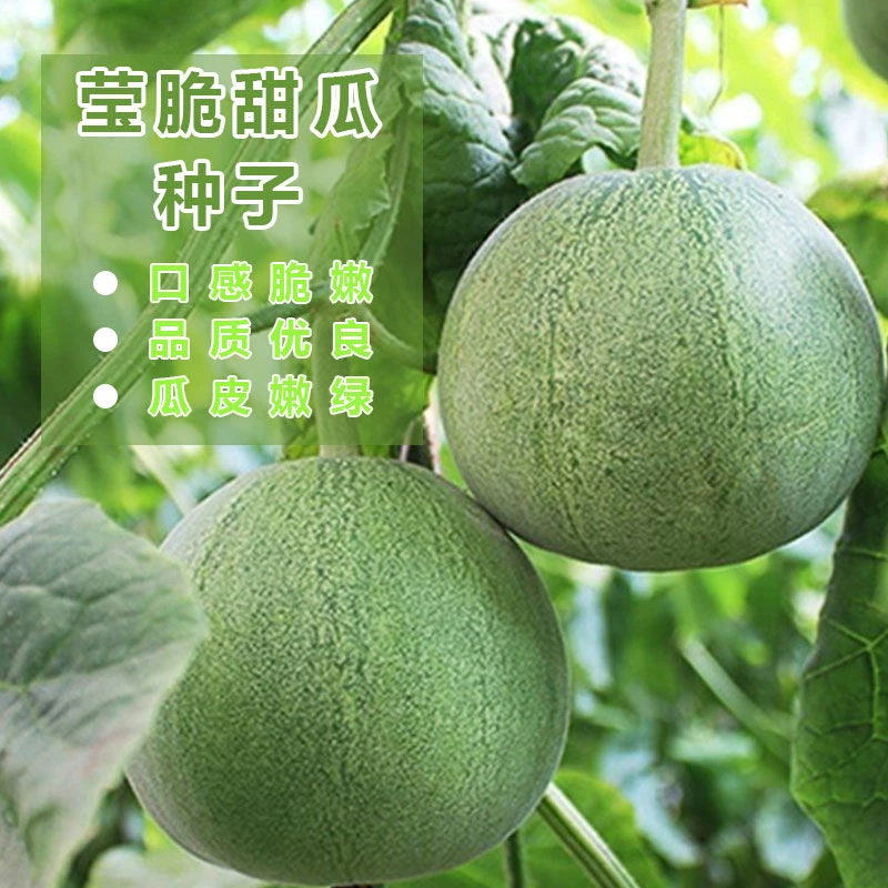 【开春种植】甜瓜种子薄皮绿宝石香瓜种籽南北方春季超甜早熟脆