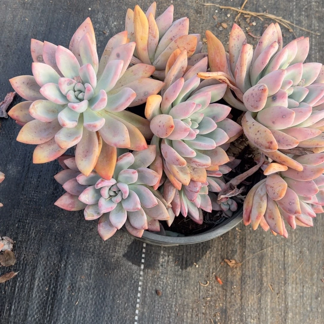 多肉大群奥普琳娜【非偏远满18包邮】