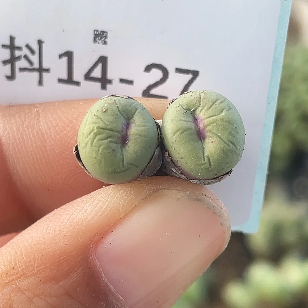 14-27嘴多肉植物肉锥