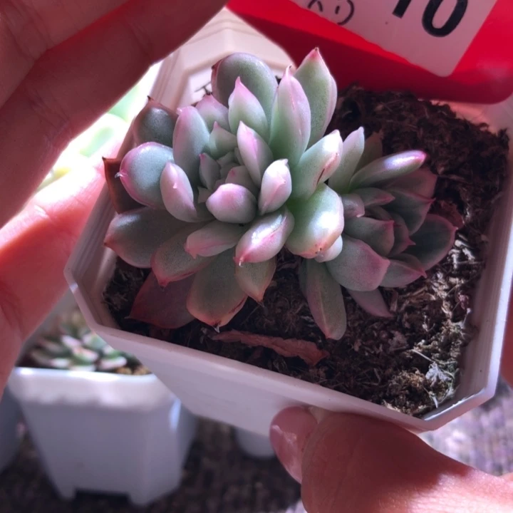 卡门双头覆轮锦有根