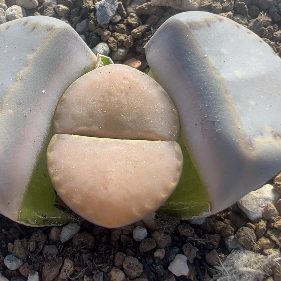 204多肉植物百科植物