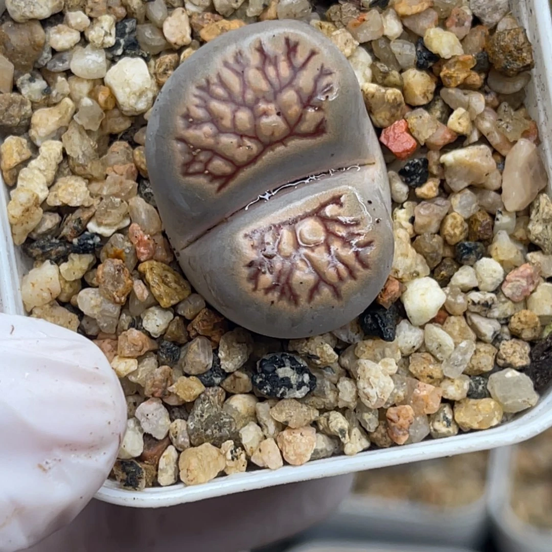 多肉植物一物一拍120