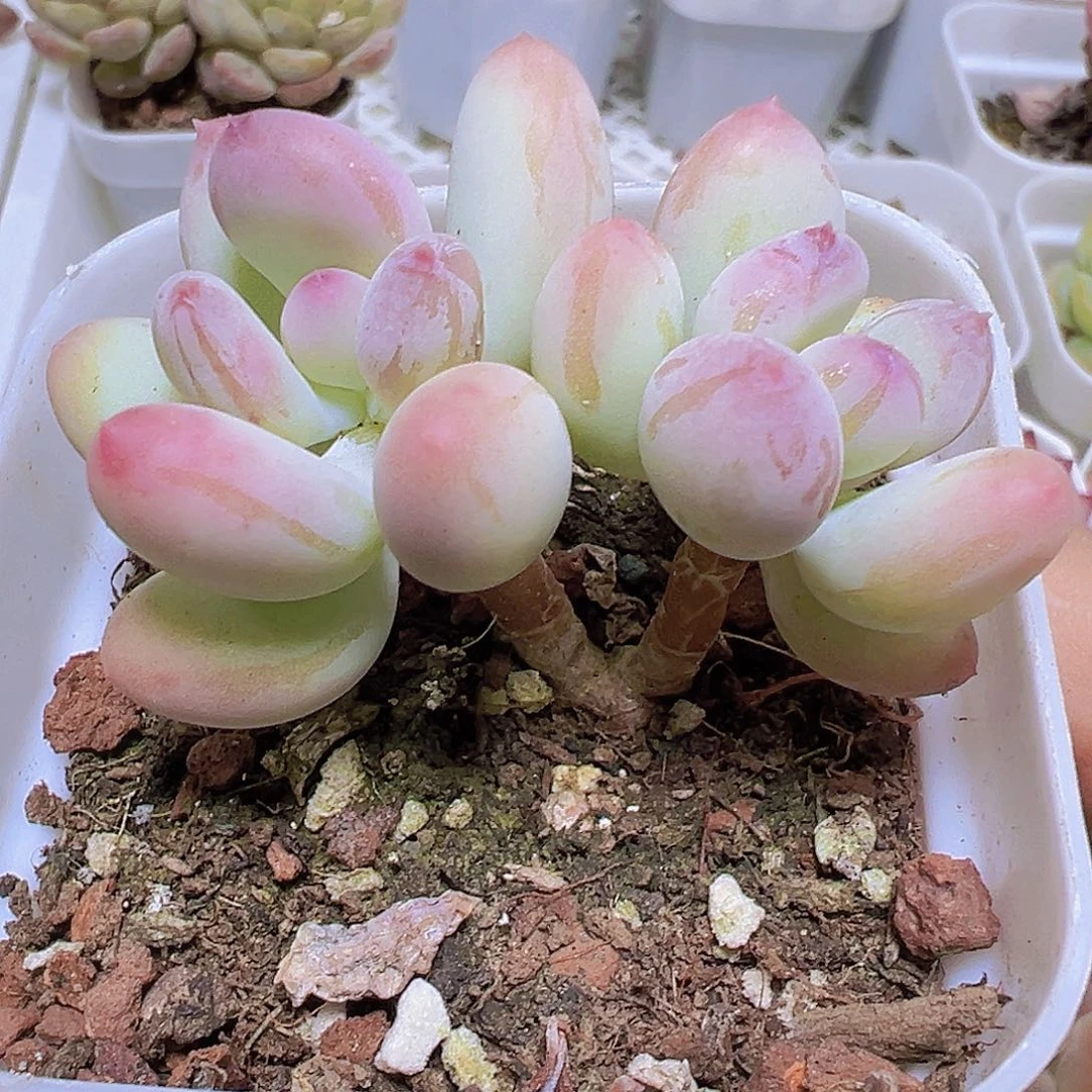 双头苹果奶19包邮多肉植物