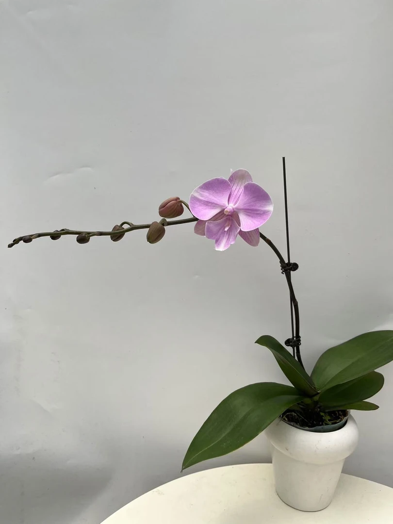 【聚宝天山】梦语花卉培育 精品蝴蝶兰 带消苞福利品