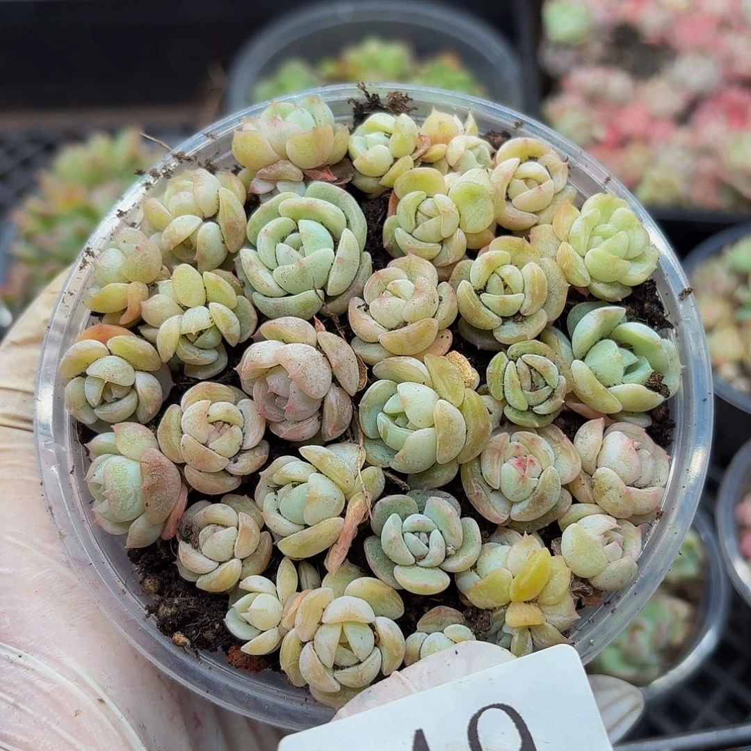 多肉植物多肉植物749