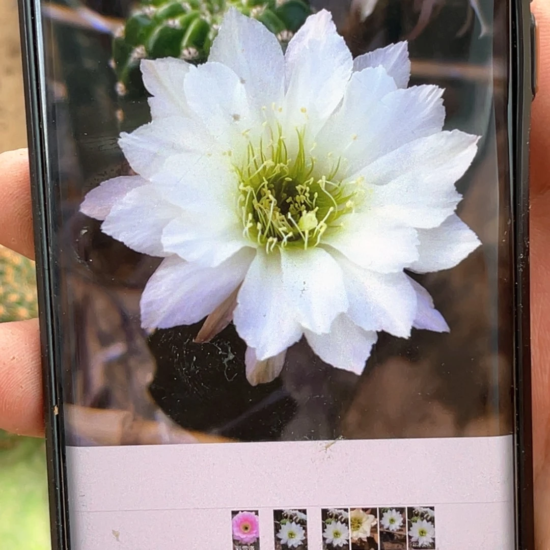 丽 冰美人侧芽 歪 满20包邮4公分