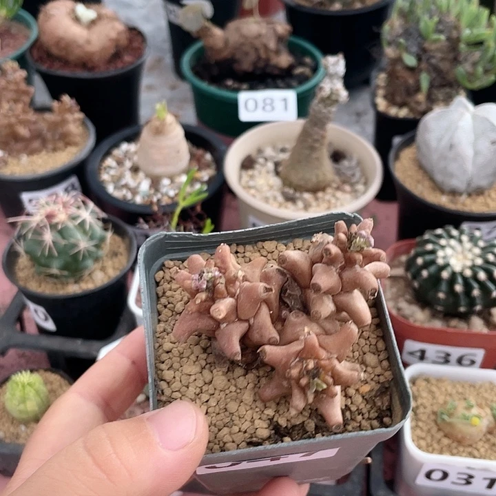 047蛮鬼塔厚墩菊块根