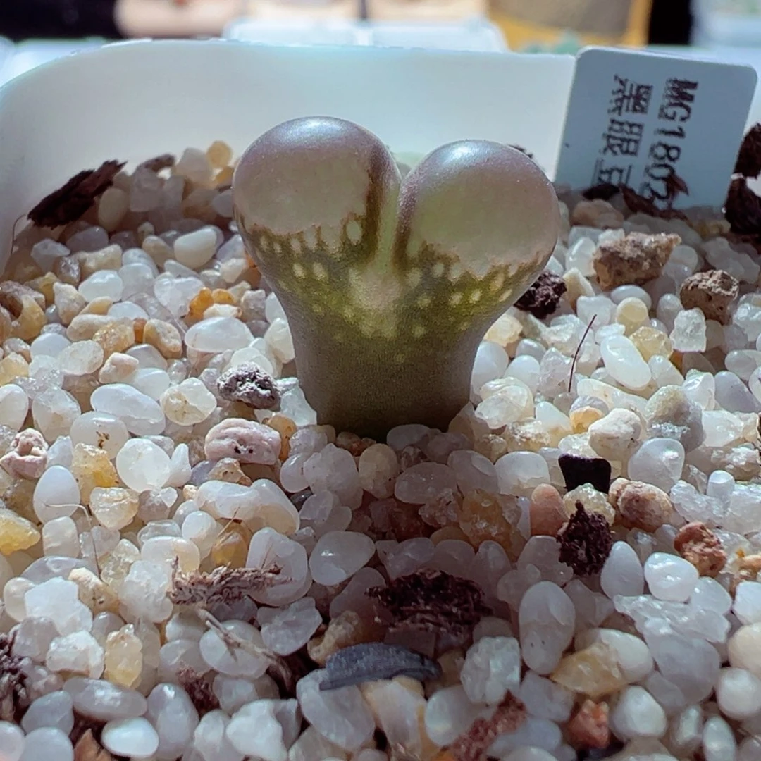 1215-349多肉多日黑眼豆豆