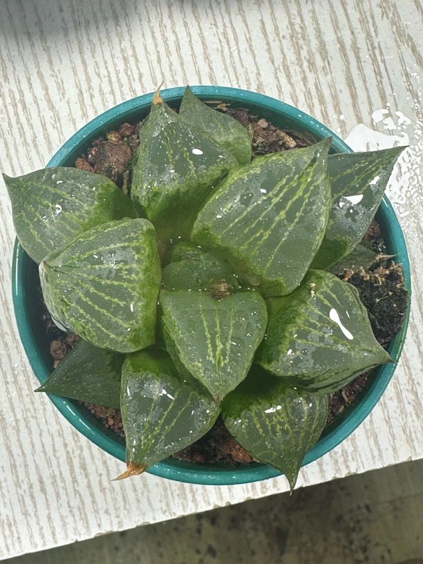 加仑盘裹般若【满16包邮】多肉植物