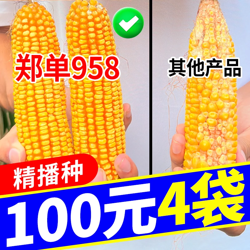 4袋装划算-国审正品郑单958高产玉米种子4200粒矮杆抗倒伏耐密植