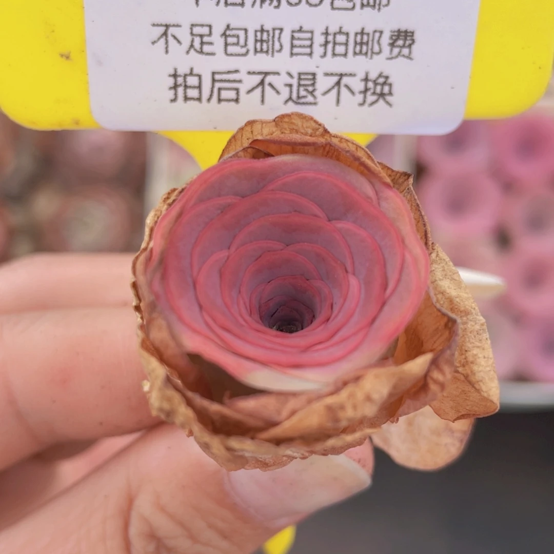 山地玫瑰556满38包邮裸根发货