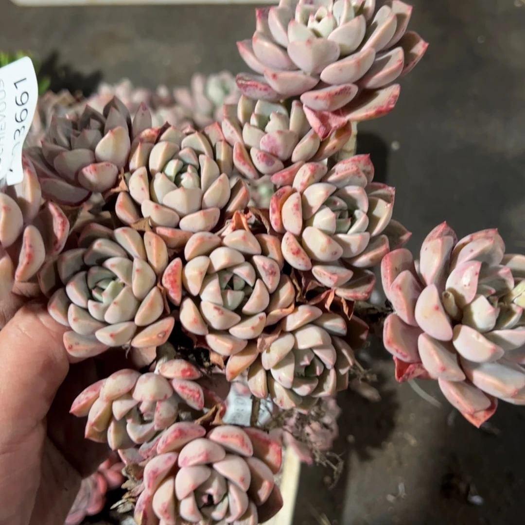 红粉佳人整桩整群