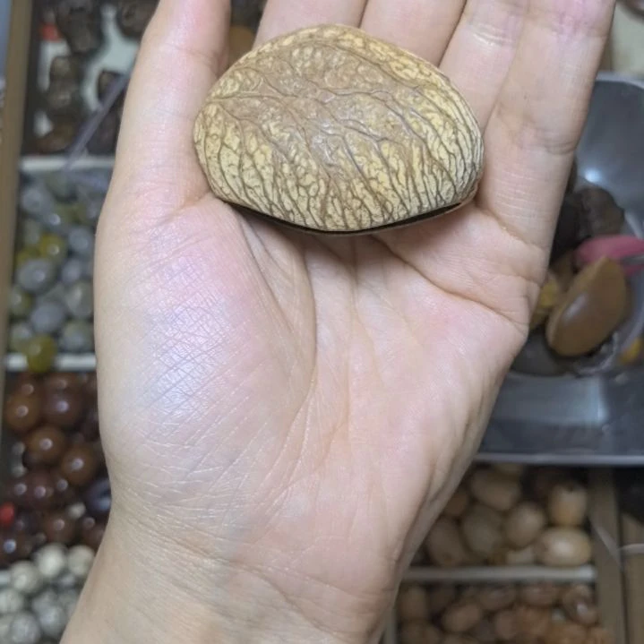 菩提根/象牙果吊坠敏***?