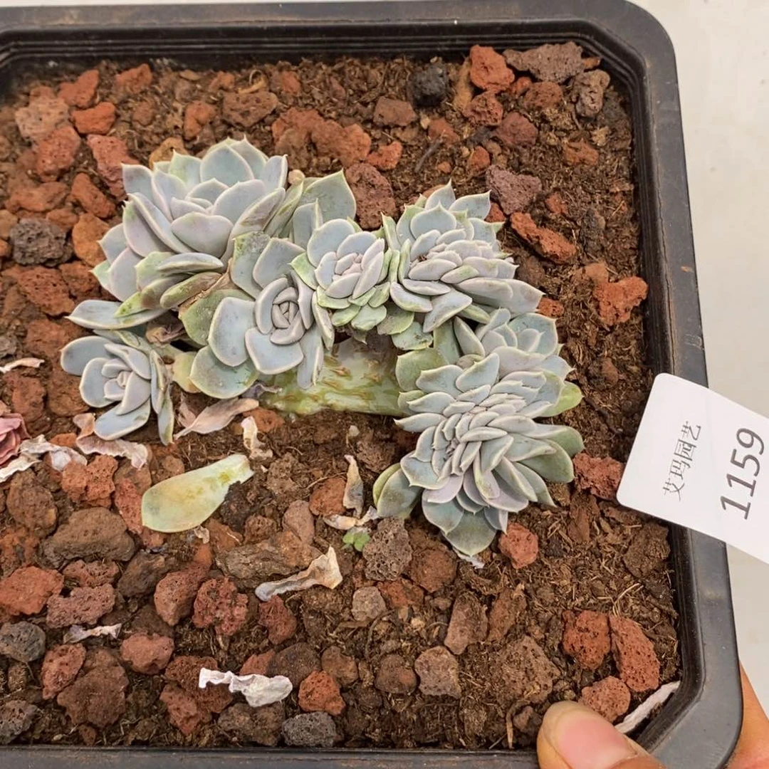 汉堡缀化多肉多肉1159