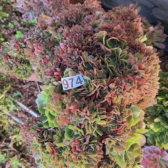 酒***爷多肉植物一个玫瑰