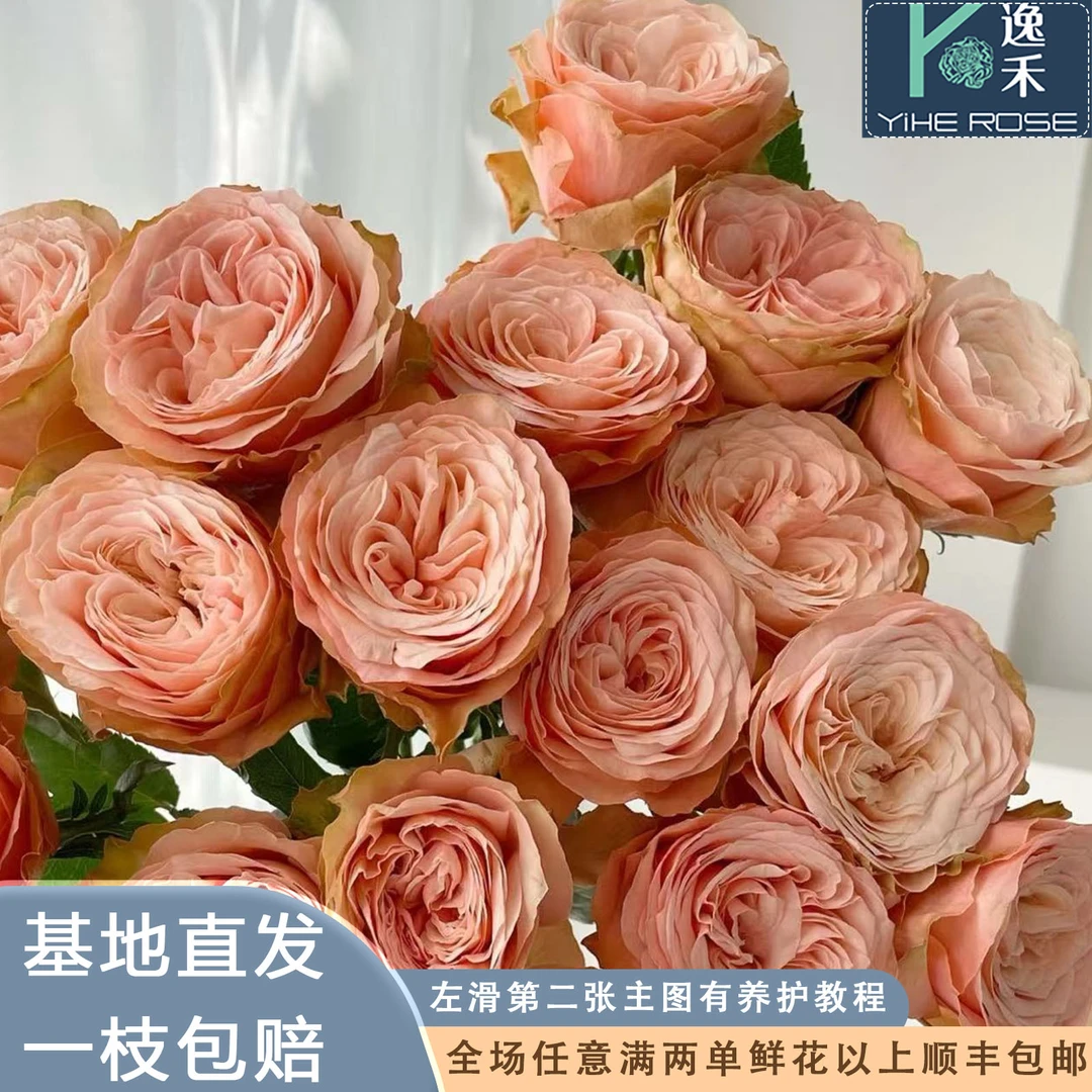 逸禾基地卡哈拉单头玫瑰鲜花基地直采直发1单顺丰包邮