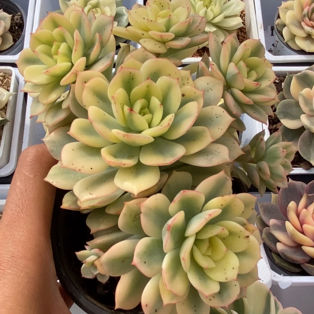 390红化妆锦锦锦锦锦锦锦