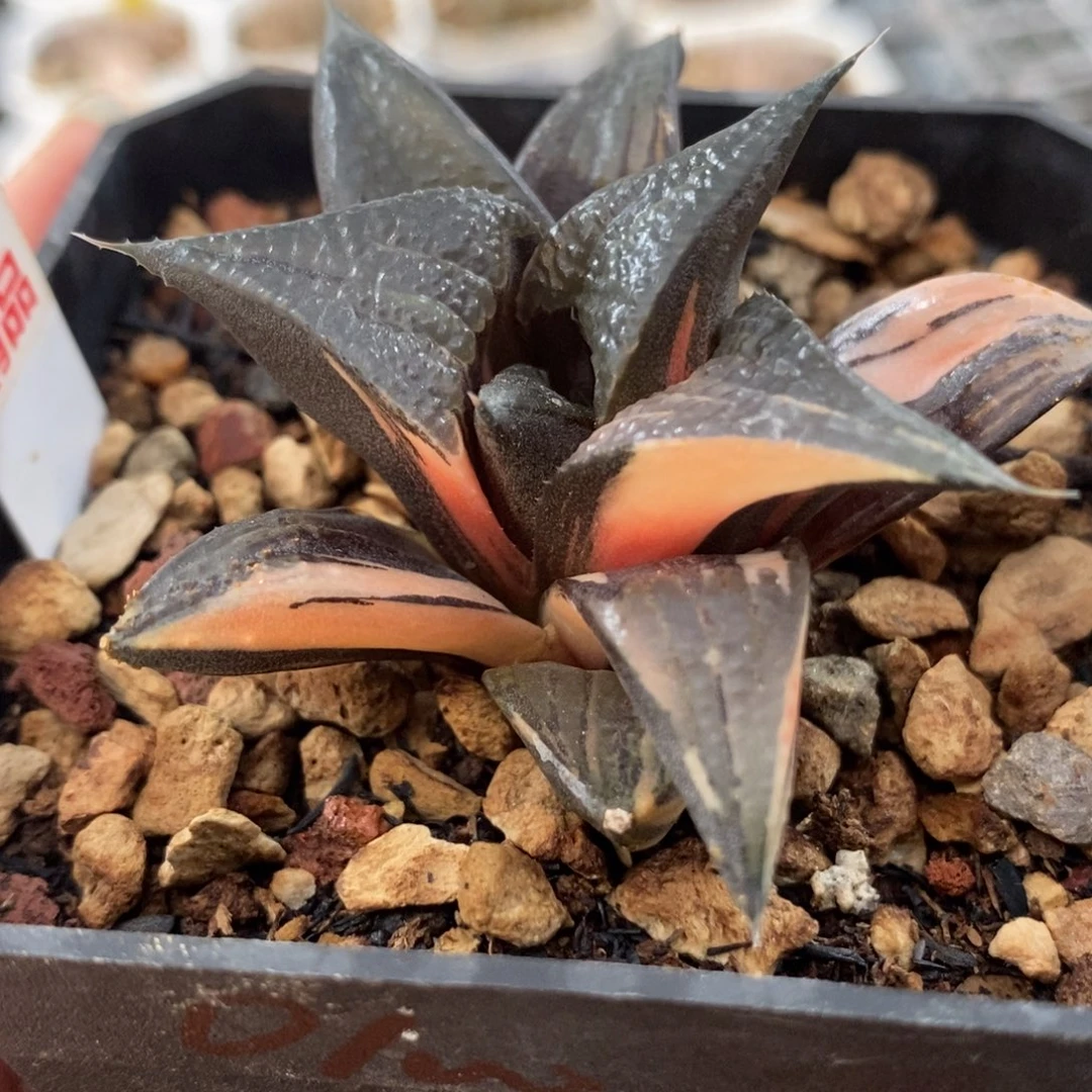 19白凤芭提雅锦一物一拍