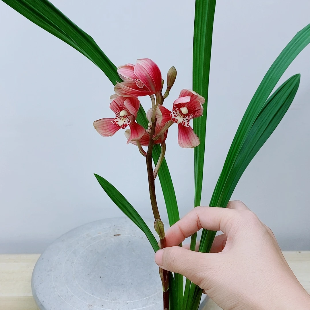 当前无花栽培后可以开花