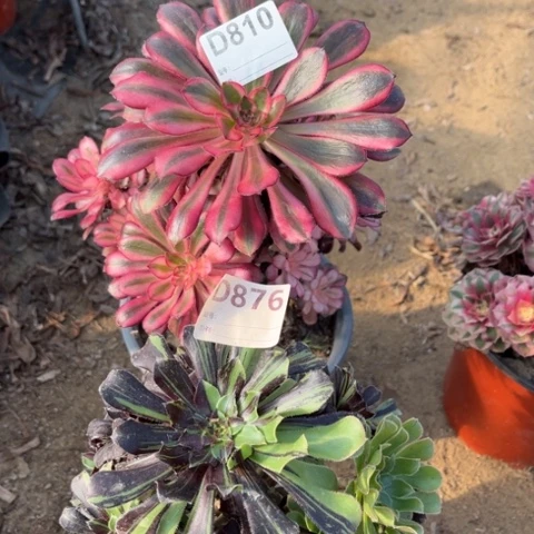 多肉植物水墨丹香奈儿