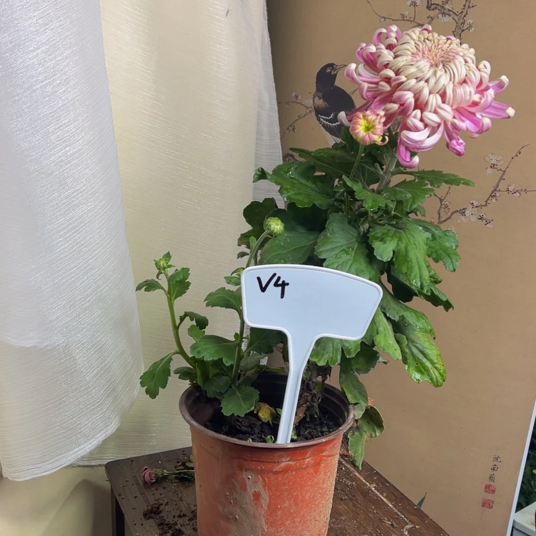 无花朵V444444444444