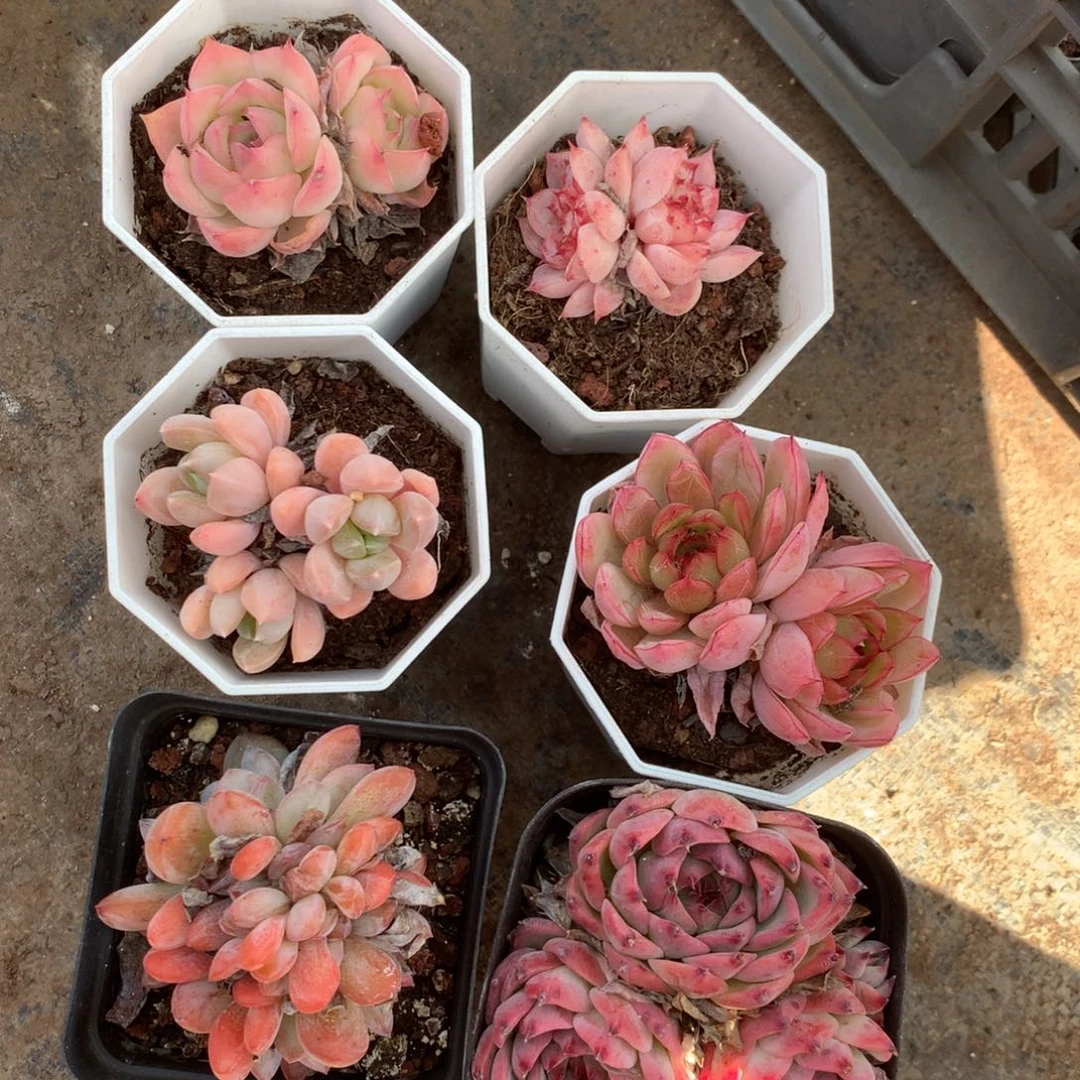 我们的产品也越来越难做到